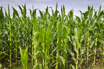 Green corn field in the eastern Bulgaria