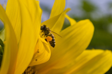 Honey bee foraging for nectar and pollen on a yellow sunflower