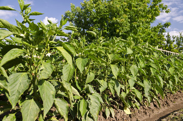 Peppers in a field and blue sky in the summer