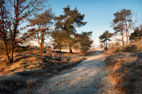 Wandelpad op Kalmthoutse heide na een koude nacht