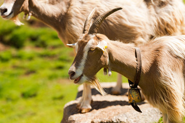 Mountain Goat with horns - Italy / Brown and white mountain goat with horns and cowbell. Italian Alps