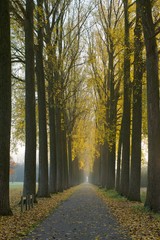 weg in park met aan beide zijden bomen in herfstkleuren