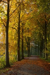ochtenlicht op bomenrij in herfst