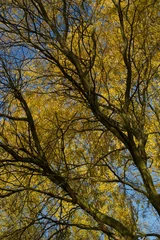 Fotobehang lichtinval op gele bladeren van een boom tijdens herfst © whitehorse1961