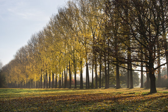 rij bomen in park tijdens herfst