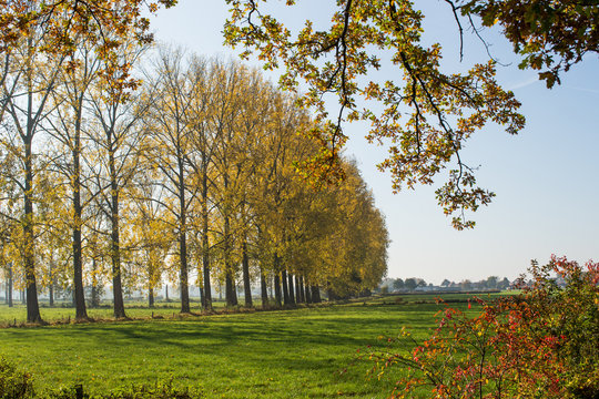 zicht op weiland met rij bomen in herfst