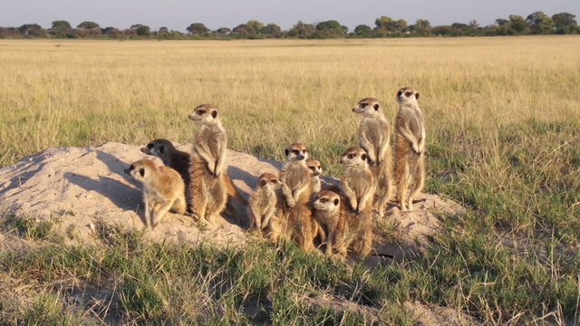 Meerkat family sunning themselves in the early morning sunshine,Botswana