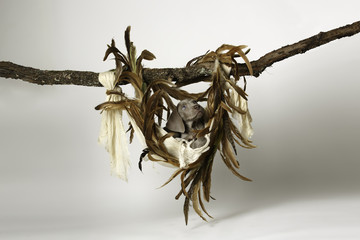 Weimaraner in Heart Shaped Nest of Feathers looking up