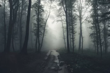 Gordijnen road through forest after rain © andreiuc88