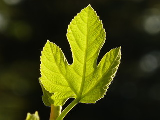 Fig leaf back lit by the sun 