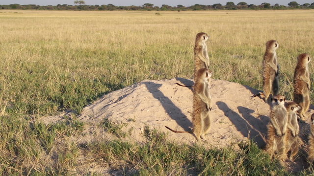 Meerkat family sunning themselves in the early morning sunshine,Botswana