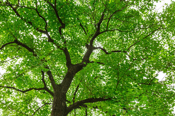 Green natural background of Chinese tallow trees in summer