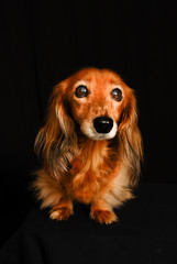 Cute Little puppy dog looking at the camera on a black background