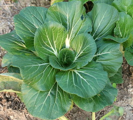 Chinese Flowering Cabbage