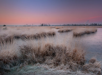 Obraz premium Heideven met rietpollen bij zonsopkomst op Kalmthoutse heide