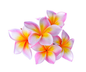 Naklejka premium Frangipani flower on white background.