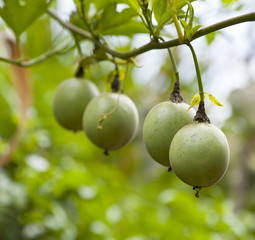 Passion fruits on a tree