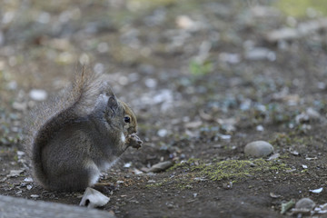 餌を食べるニホンリス　その２