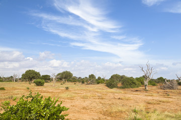 Fototapeta na wymiar Tsavo East Landscape in Kenya