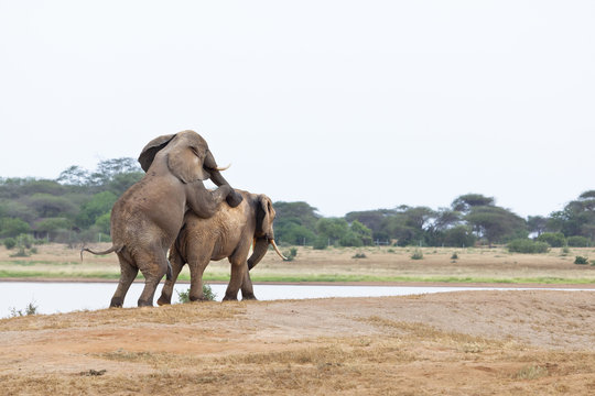 Mating Elephants At Lake