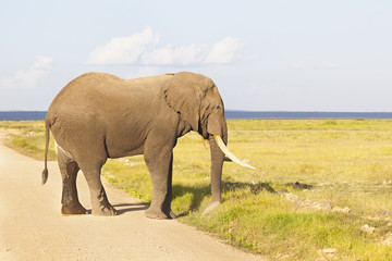 Fototapeta na wymiar African Elephant in Kenya