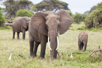 Naklejka na ściany i meble Elephant Family in Kenya