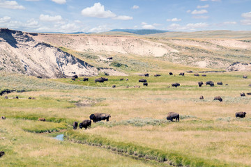 Herd of buffalo in the river valley. Yellowstone National Park,