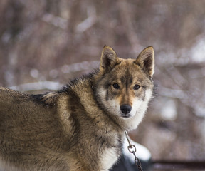 Portrait of a dog snow winter wild