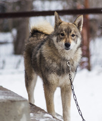 Portrait of a dog snow winter wild