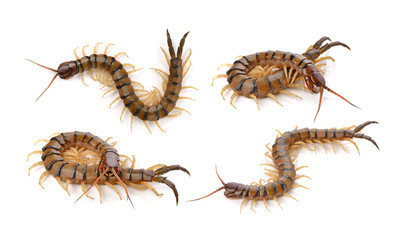 centipede on white background