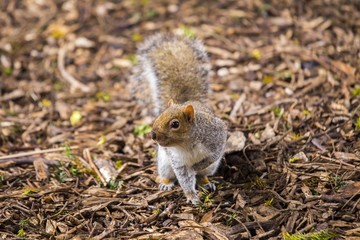 Grey Squirrel (Sciurus carolinensis)