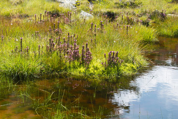 Plamort Hill Moor Flowers, Austria