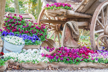 Der Frühlung kommt - Verschiedene Frühlingsblüher zur Osterzeit mit dekorativen Holzelementen
