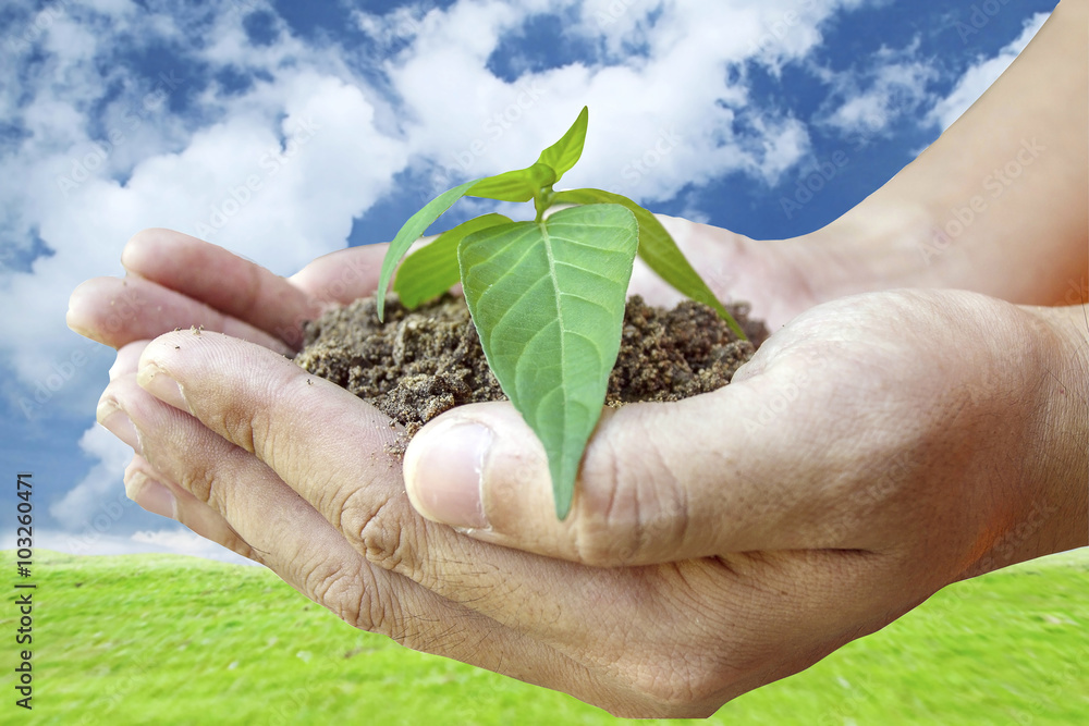 Wall mural hand of man holding plant and tree on nature and sky background