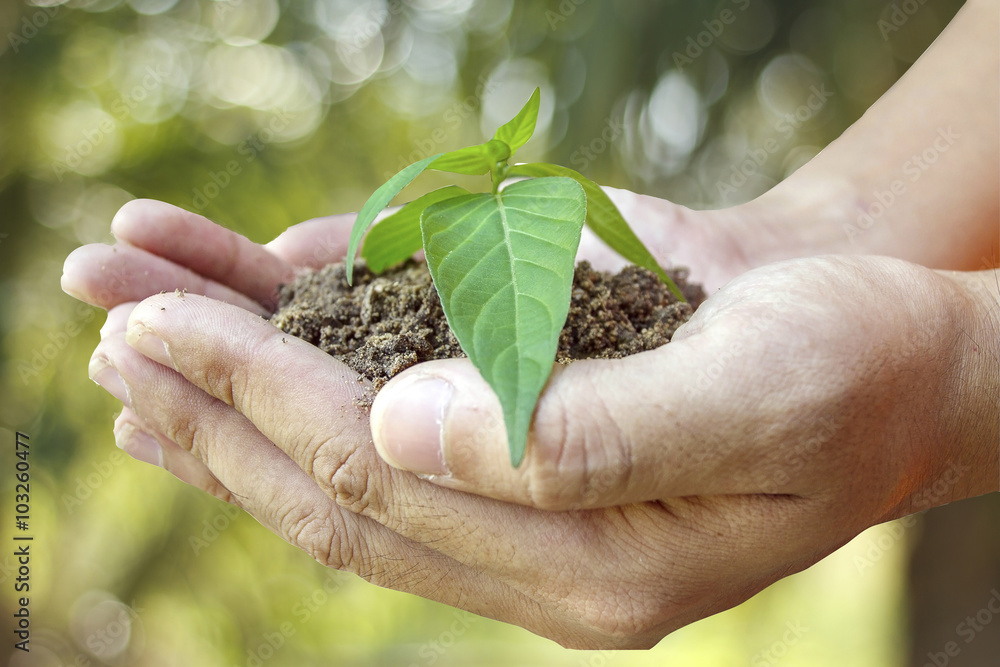 Wall mural hand of man holding plant and tree on nature and sky background