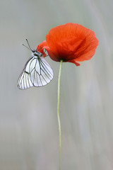 wild poppy flower 