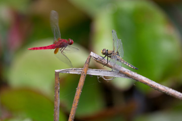 睨み合うトンボ　その１