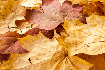 Autumn leaves coarsely