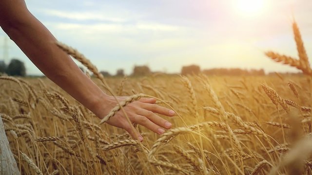 Young woman walking in wheat field. Hand of young girl touching corn ears in field at sunset in slowmotion. 1920x1080