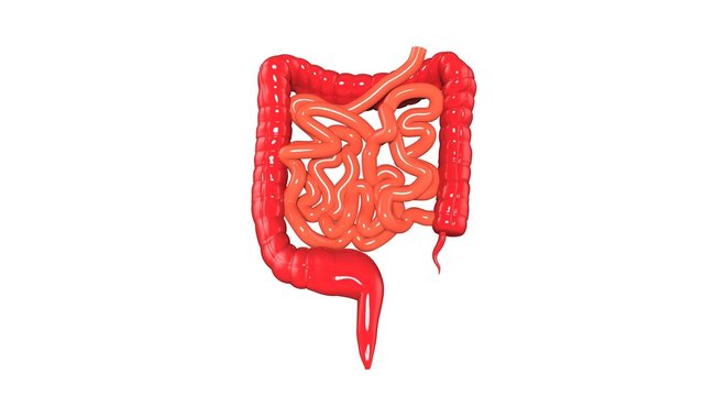 Large and Small Intestine