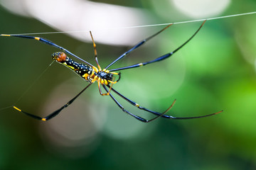 colorful spider in web