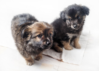 Adorable cute little puppies against a white sheet background. Two puppies dogs. Selective focus.