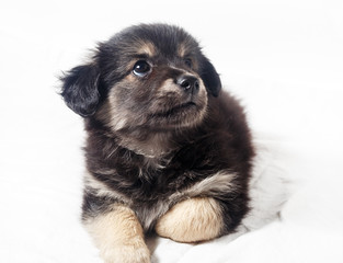 Adorable cute little puppy dog on light background.