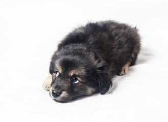 Fototapeta premium Adorable cute little puppy dog with sad eyes on a light background.