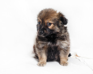 Adorable little puppy dog on light background.