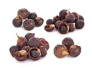 Soap nut tree isolated on  white background