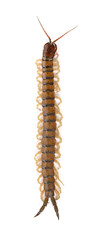centipede
