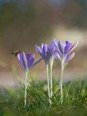 Krokusse und Biene