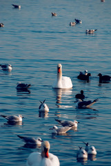 A lot of beautiful swans, seagulls, ducks and other birds in the winter sea at the sunny day.