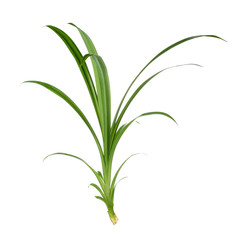 Pandan Leaves on white background